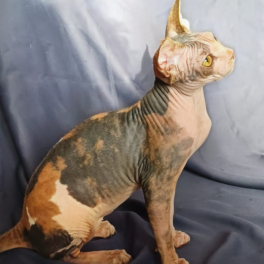 Assol Canadian Sphynx female, black tortie bicolour