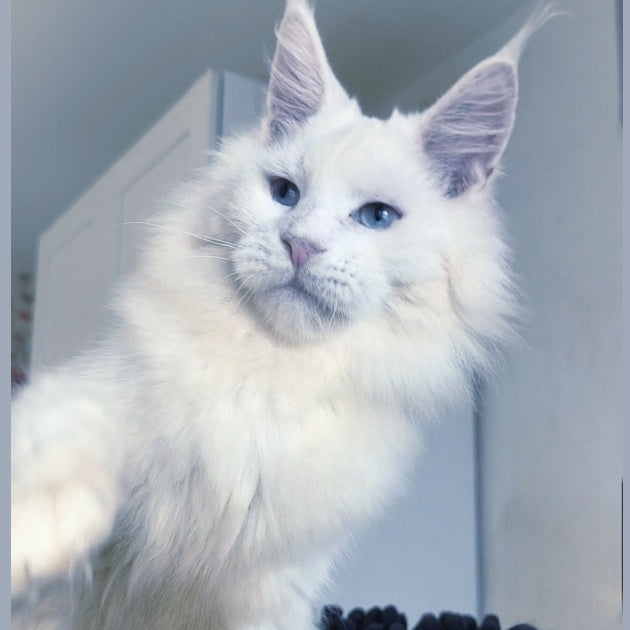 Graf Maine Coon male, white