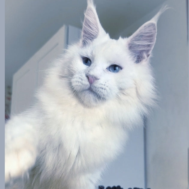 Graf Maine Coon male, white