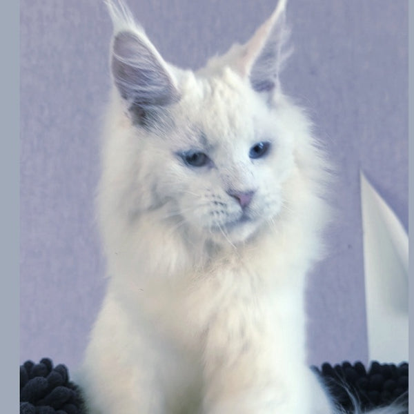 Graf Maine Coon male, white