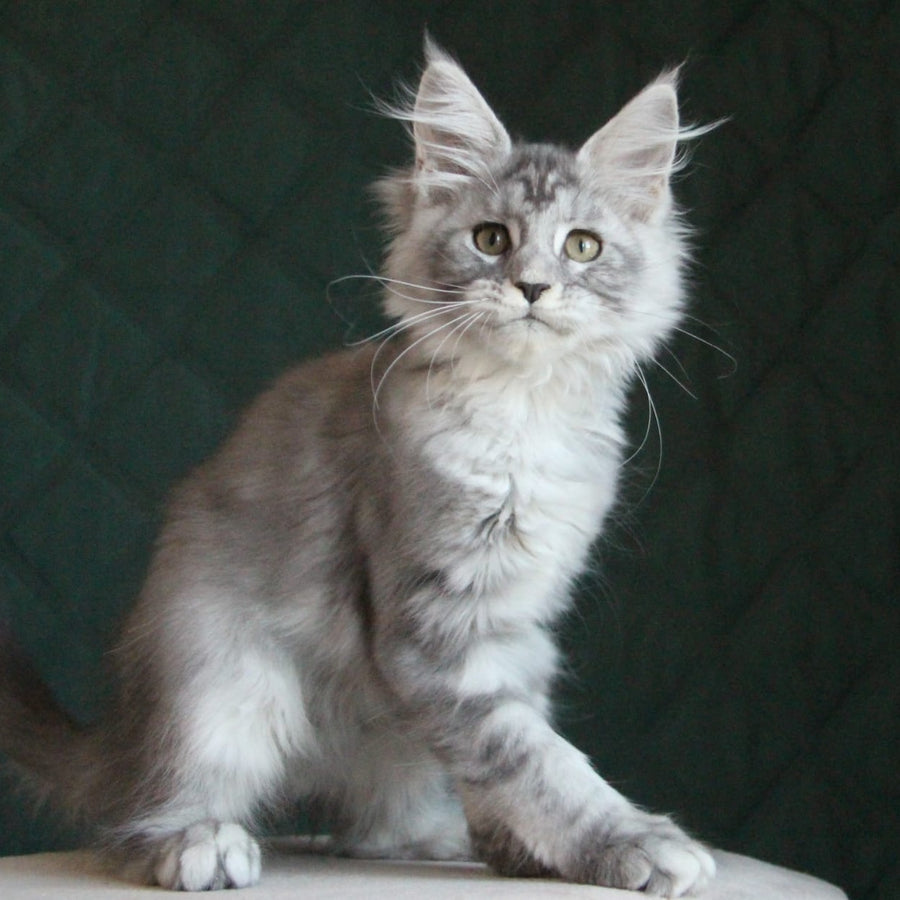 Clea Maine Coon female, blue silver tabby
