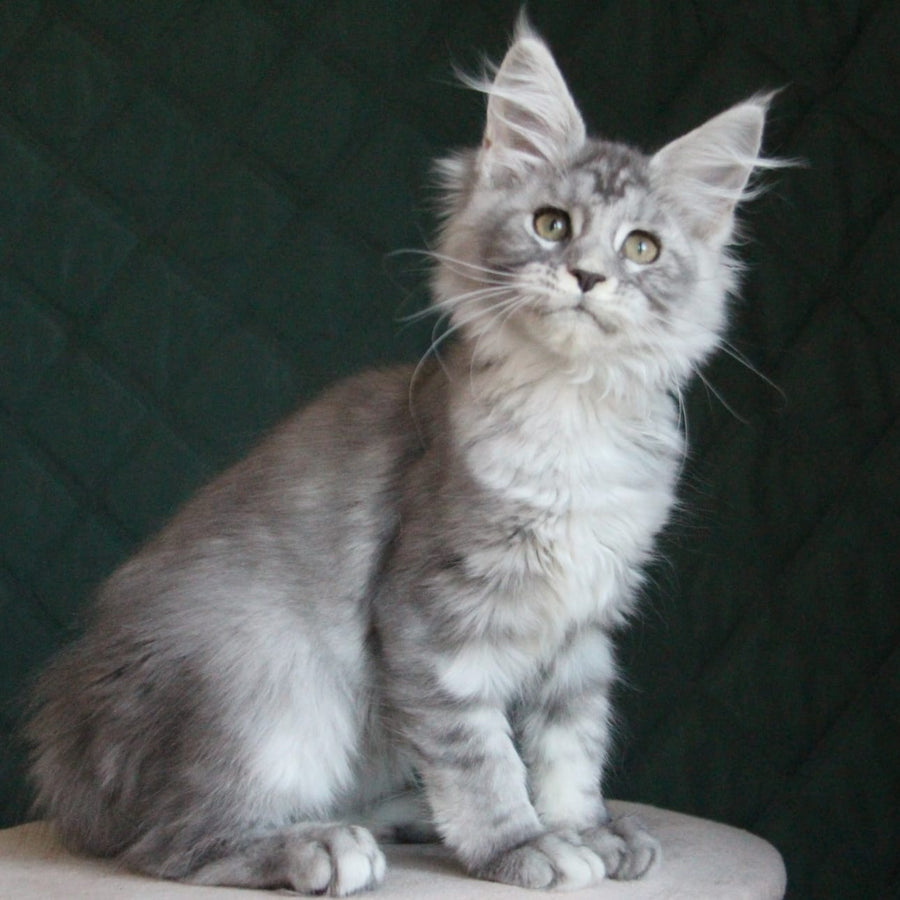 Clea Maine Coon female, blue silver tabby