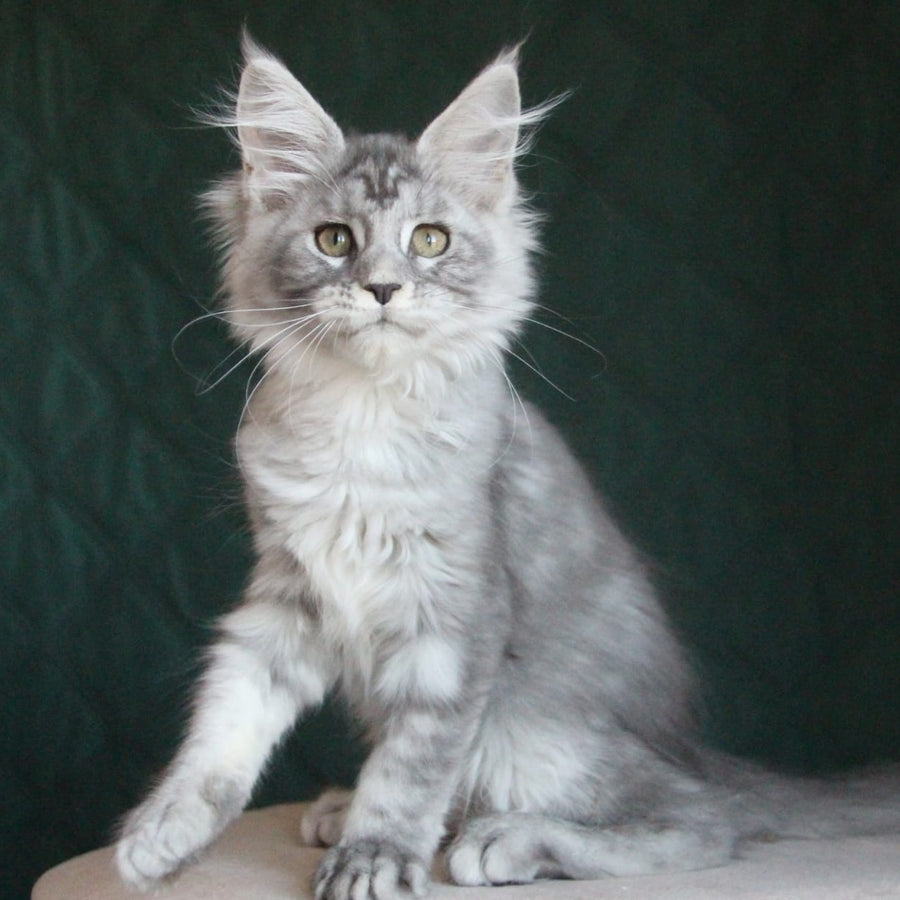 Clea Maine Coon female, blue silver tabby