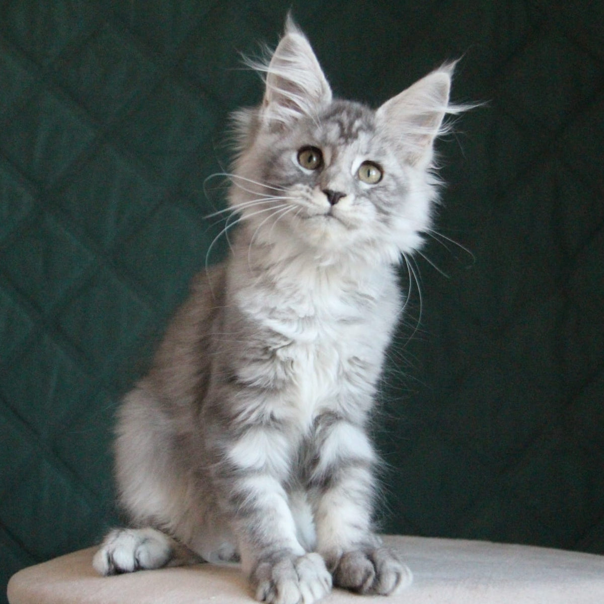 Clea Maine Coon female, blue silver tabby