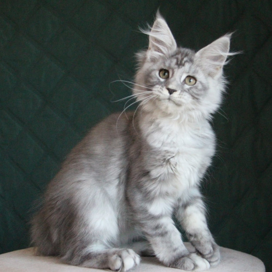 Clea Maine Coon female, blue silver tabby