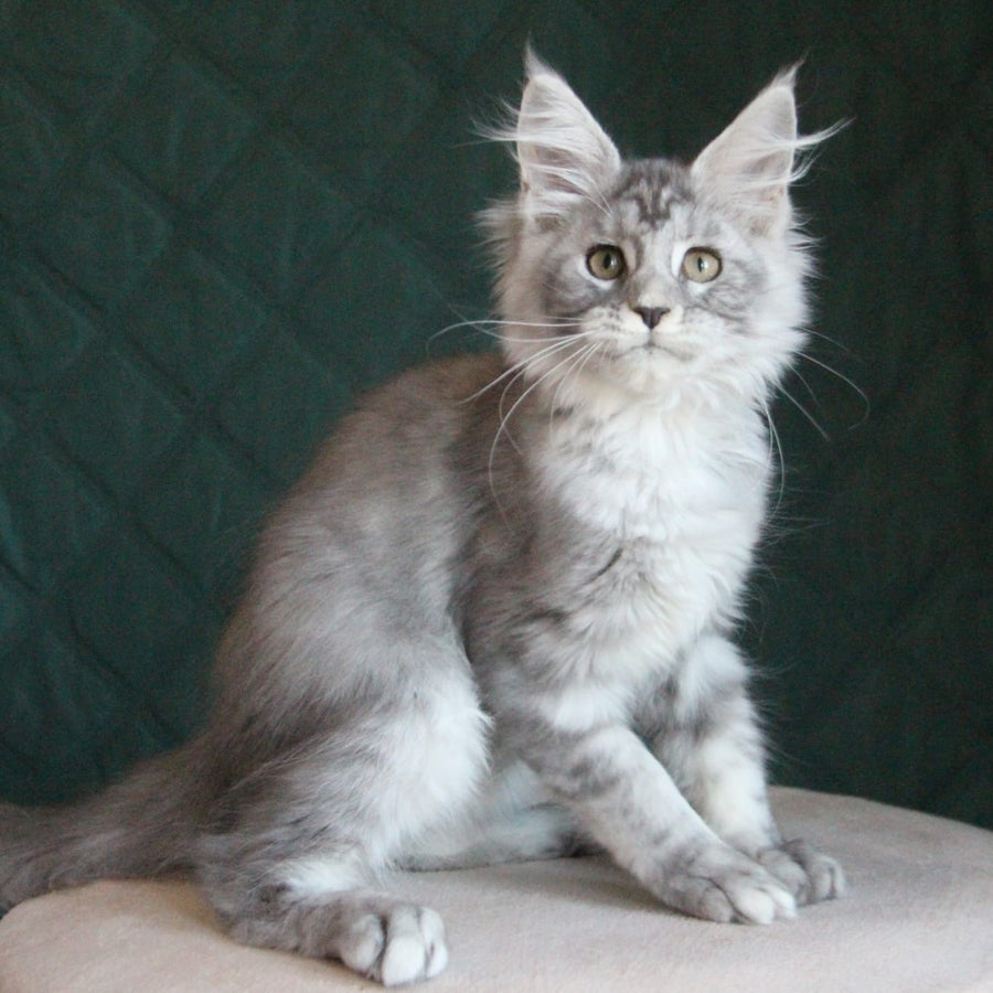 Clea Maine Coon female, blue silver tabby