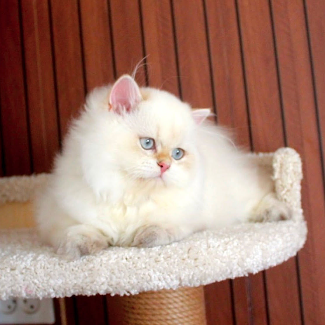 Oskar British Longhair male, blue golden shaded
