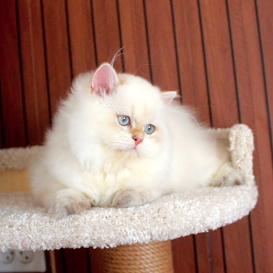 Oskar British Longhair male, blue golden shaded
