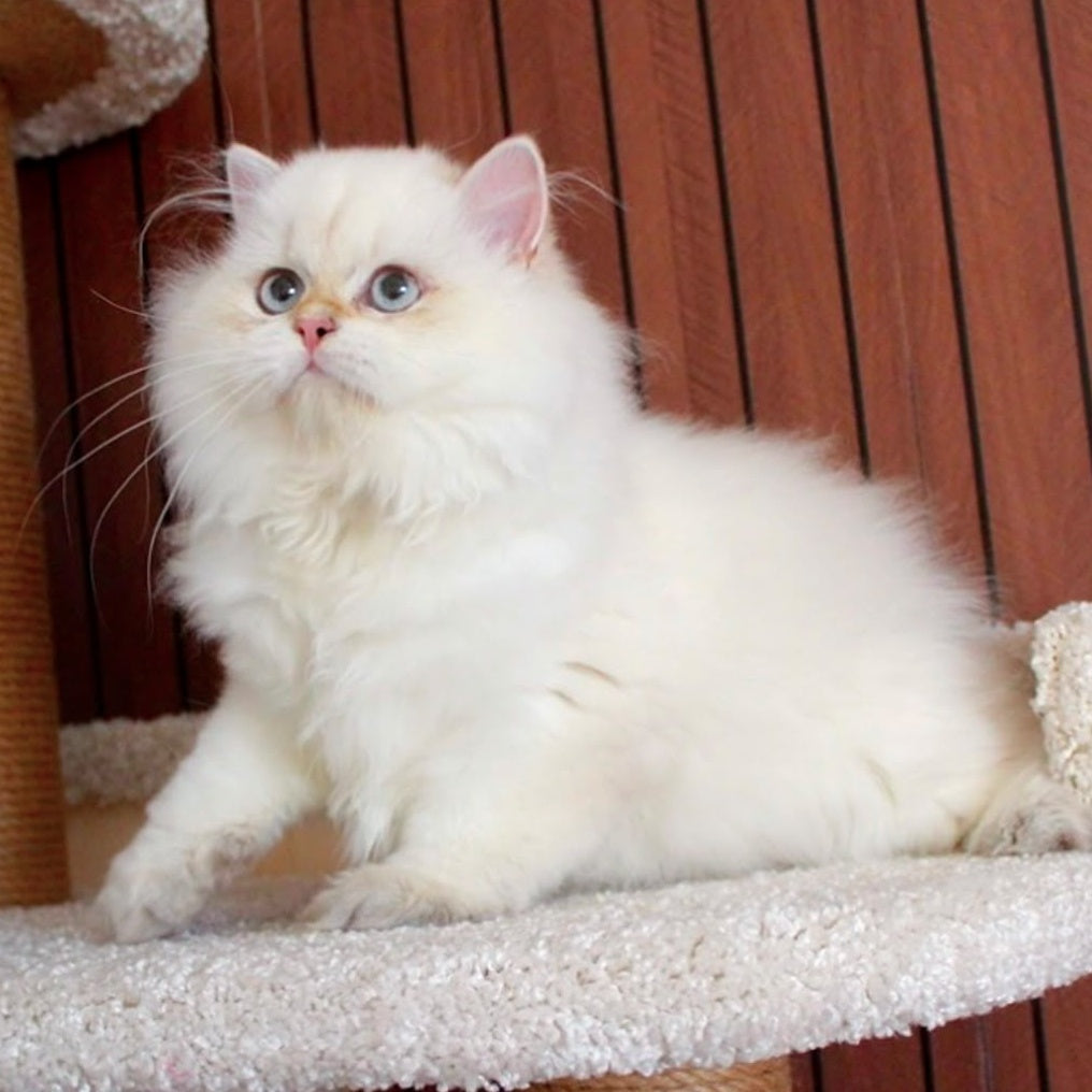 Oskar British Longhair male, blue golden shaded