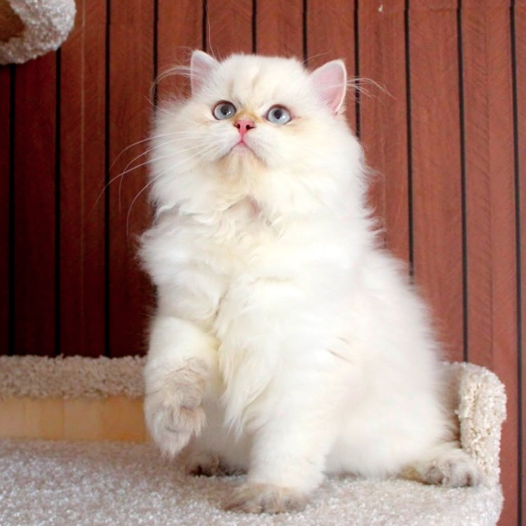 Oskar British Longhair male, blue golden shaded