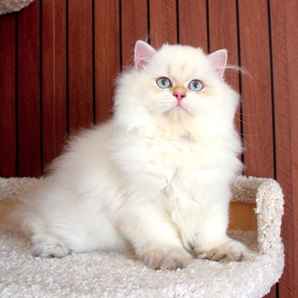 Oskar British Longhair male, blue golden shaded