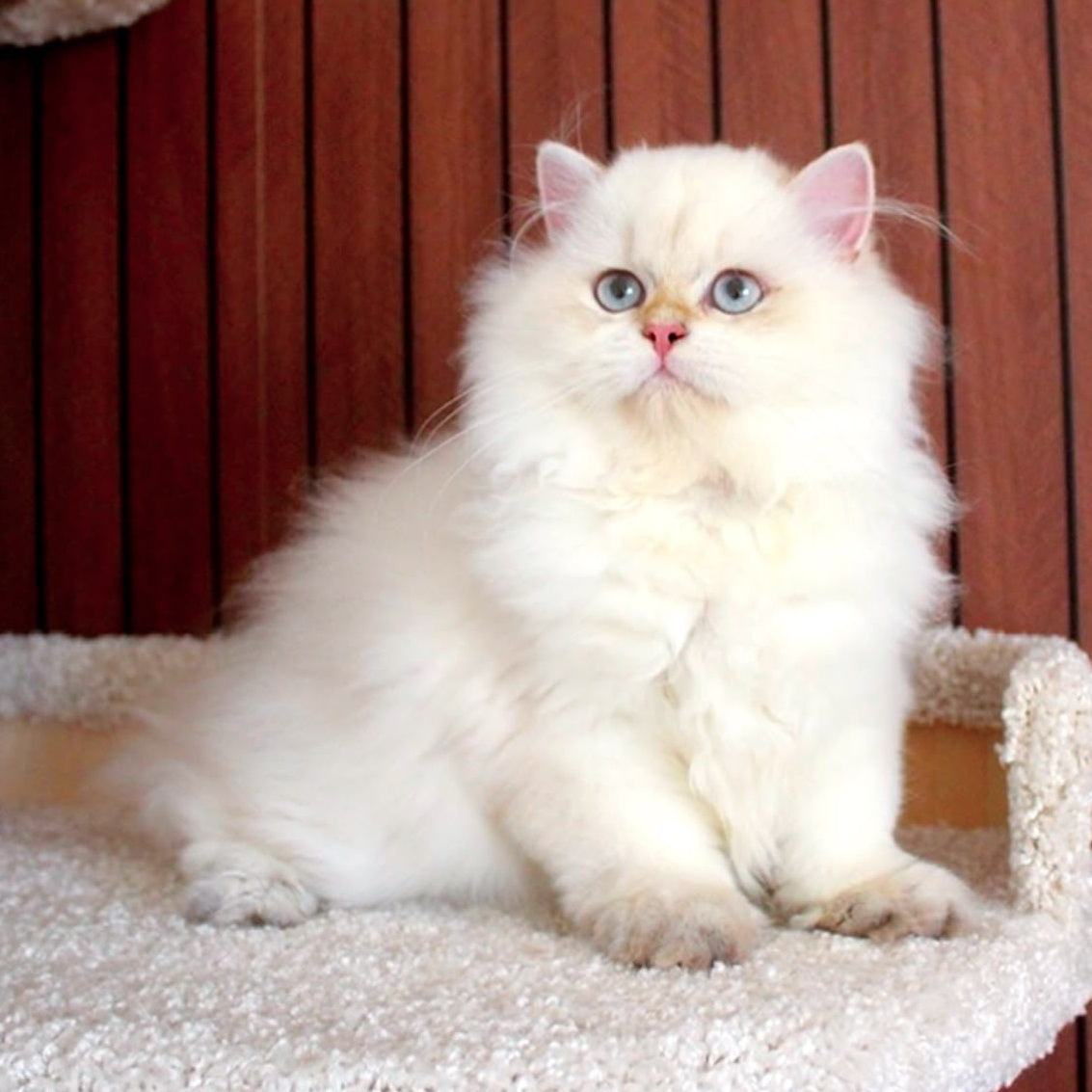 Oskar British Longhair male, blue golden shaded