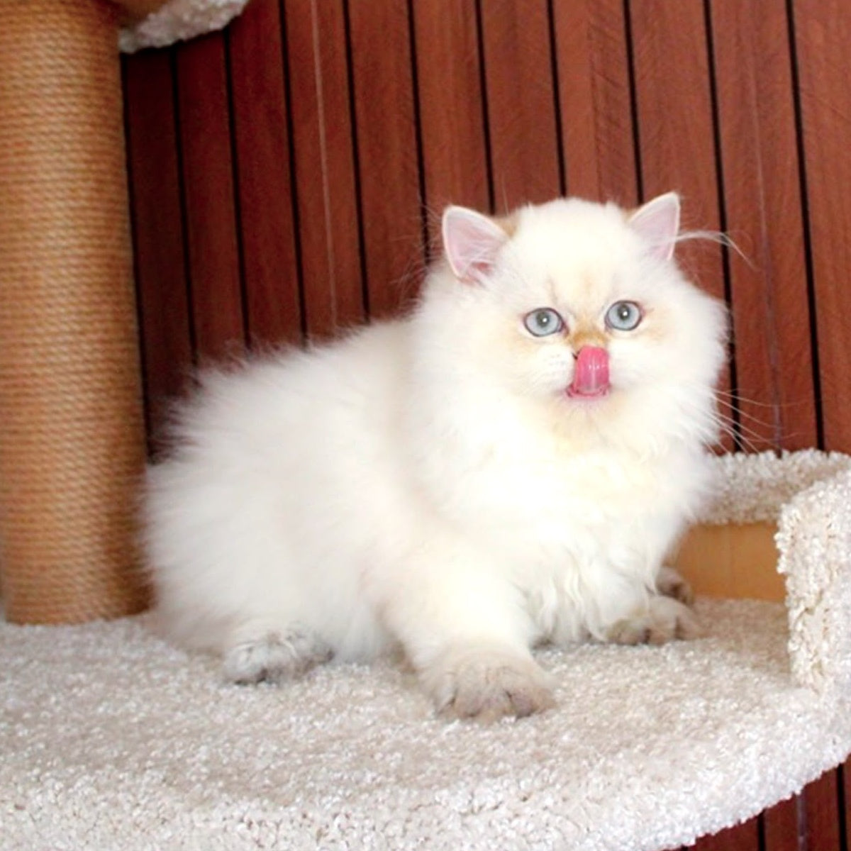 Oskar British Longhair male, blue golden shaded