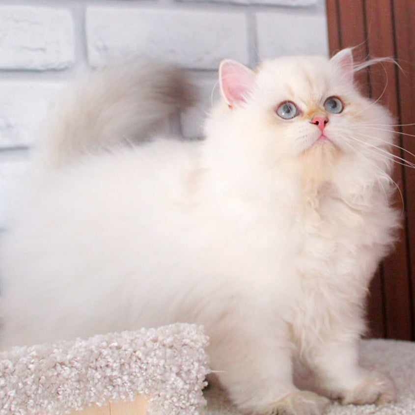 Oskar British Longhair male, blue golden shaded