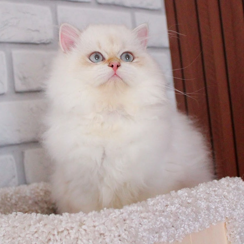 Oskar British Longhair male, blue golden shaded