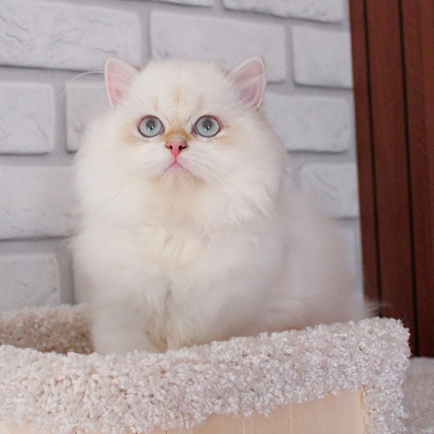 Oskar British Longhair male, blue golden shaded
