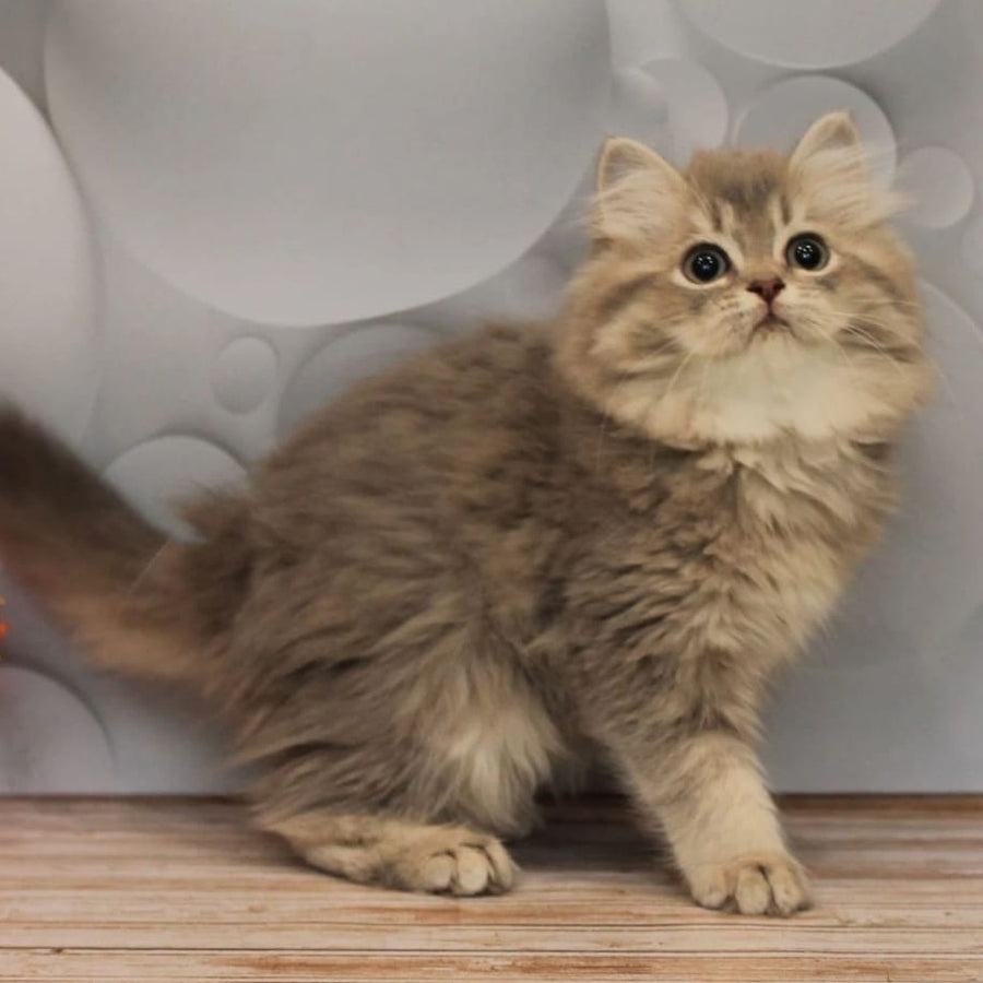 Basted British Longhair female, blue golden ticked tabby
