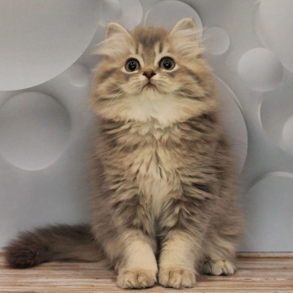 Basted British Longhair female, blue golden ticked tabby