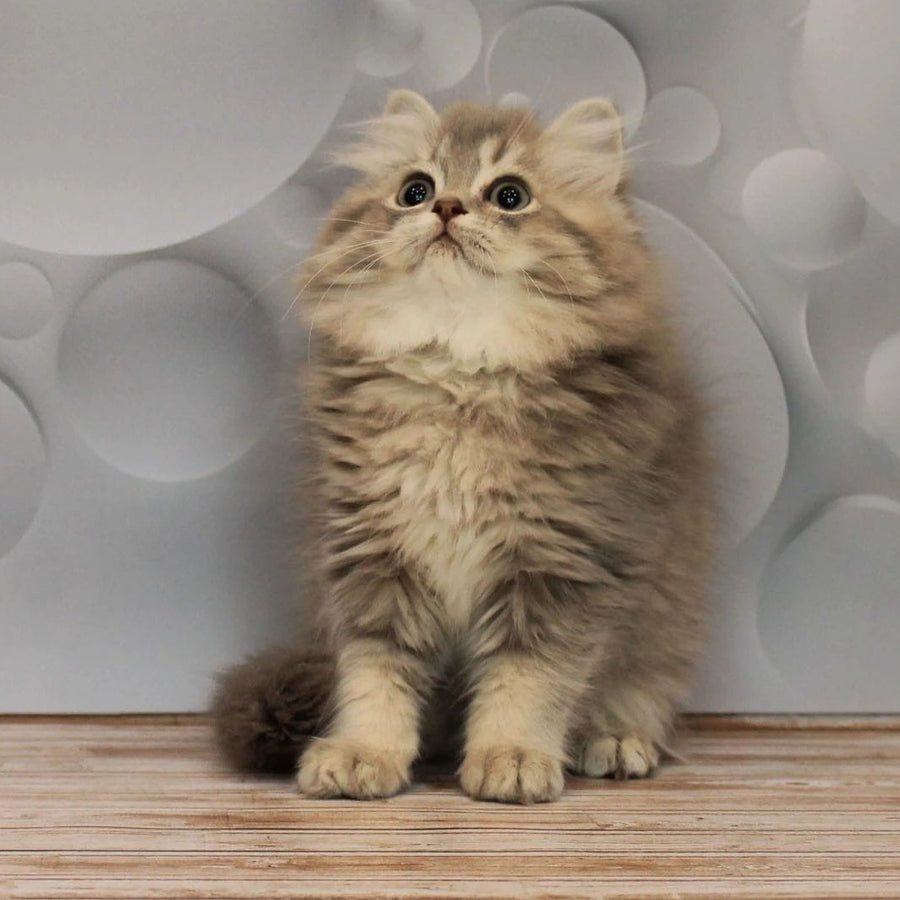 Basted British Longhair female, blue golden ticked tabby