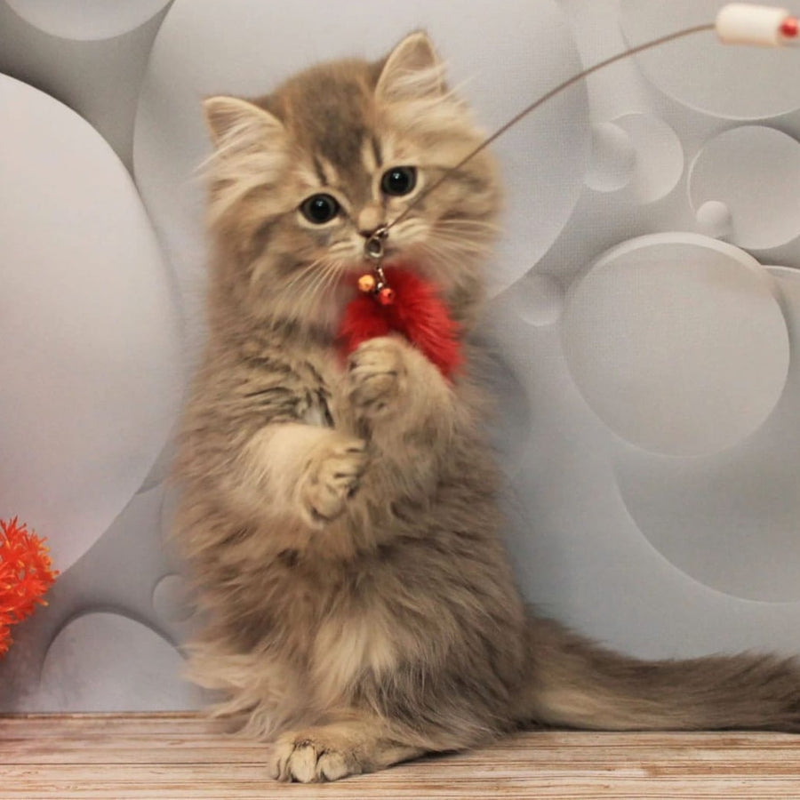 Basted British Longhair female, blue golden ticked tabby