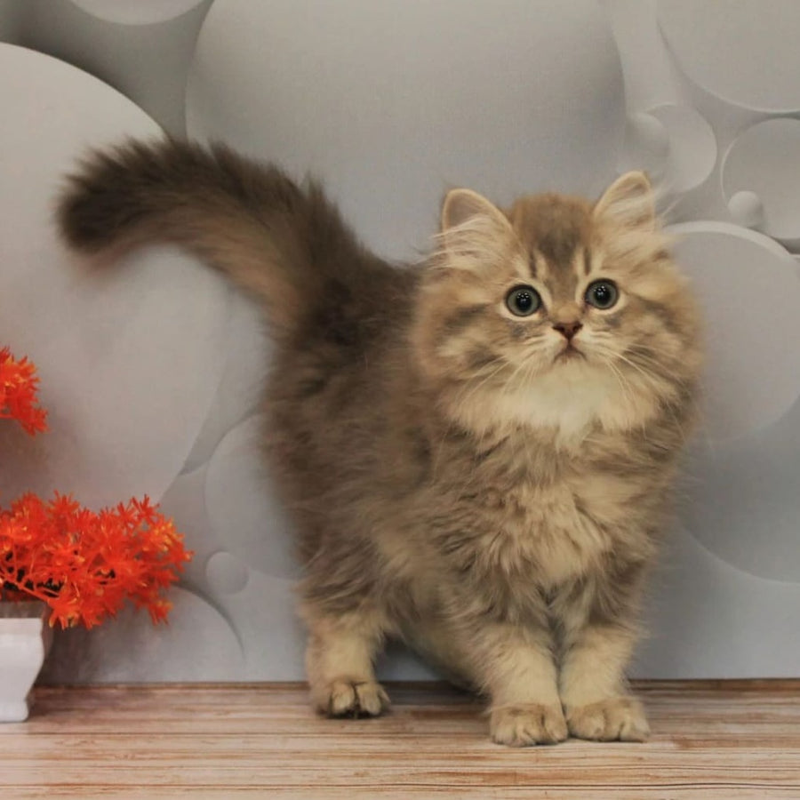 Basted British Longhair female, blue golden ticked tabby