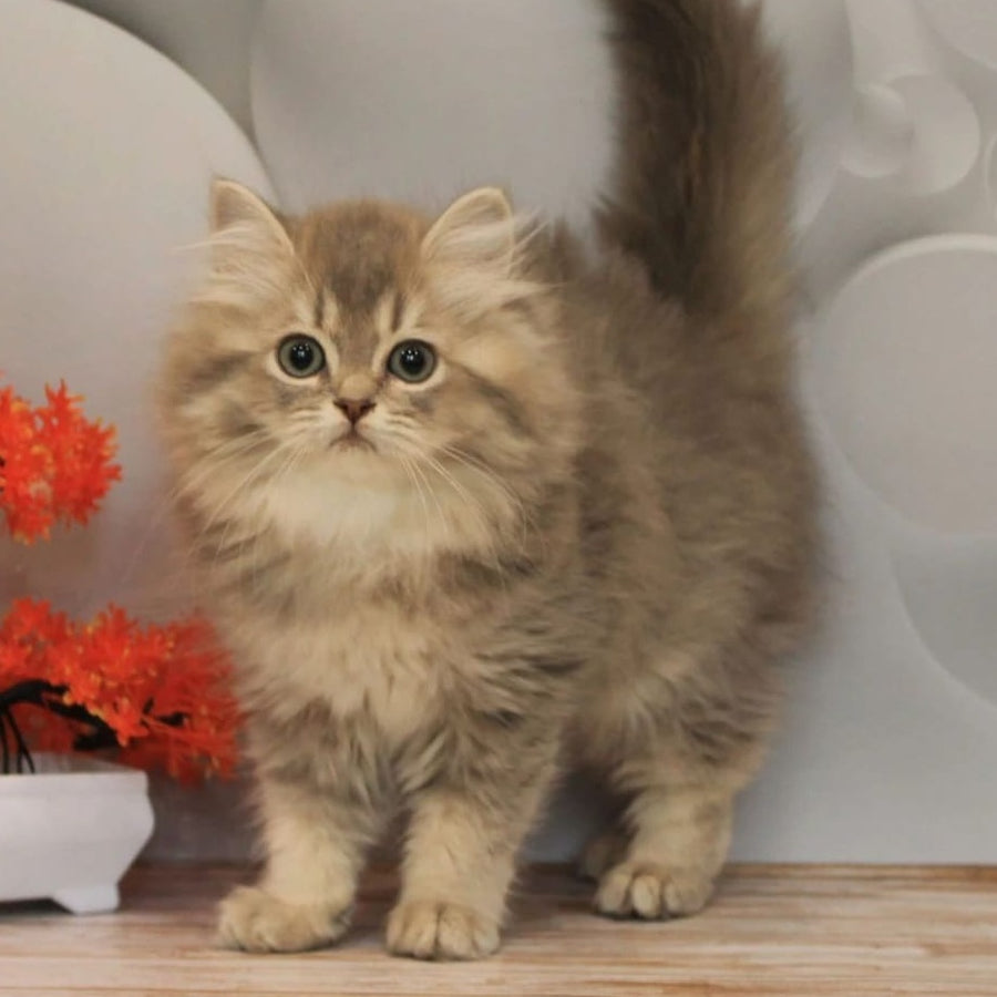 Basted British Longhair female, blue golden ticked tabby