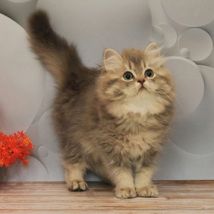Basted British Longhair female, blue golden ticked tabby