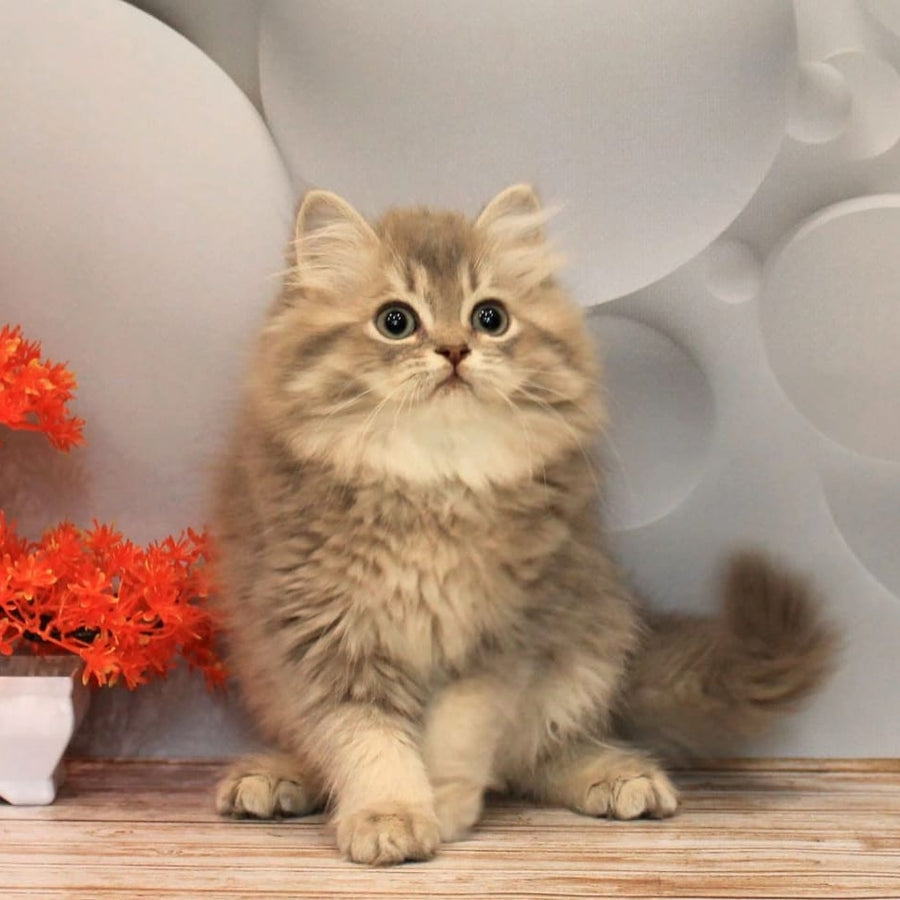 Basted British Longhair female, blue golden ticked tabby