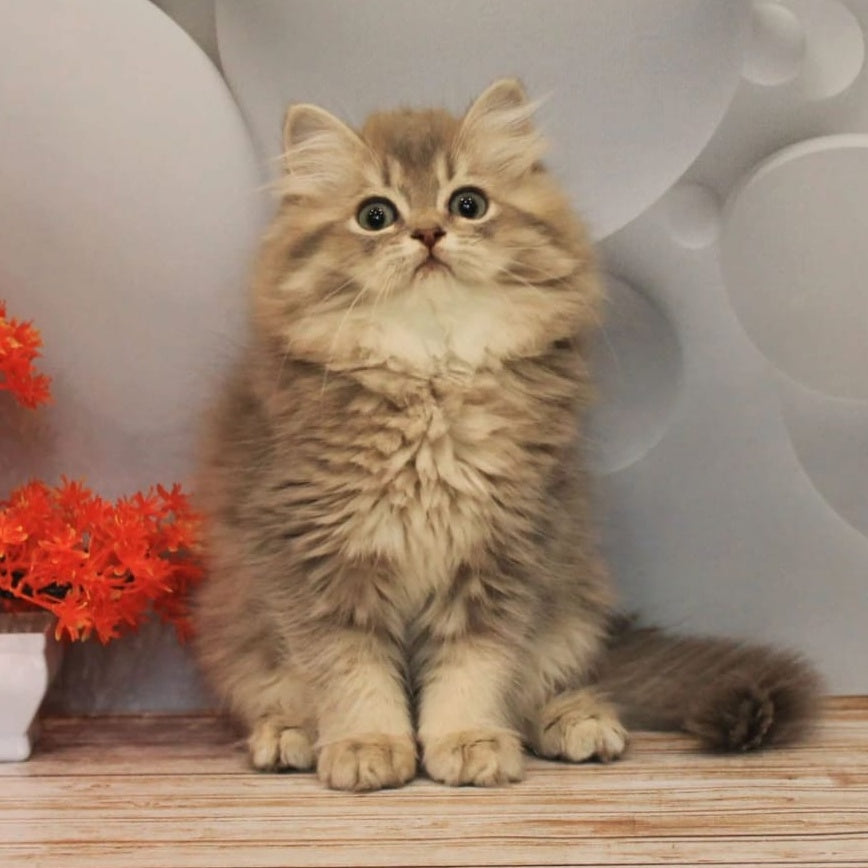 Basted British Longhair female, blue golden ticked tabby