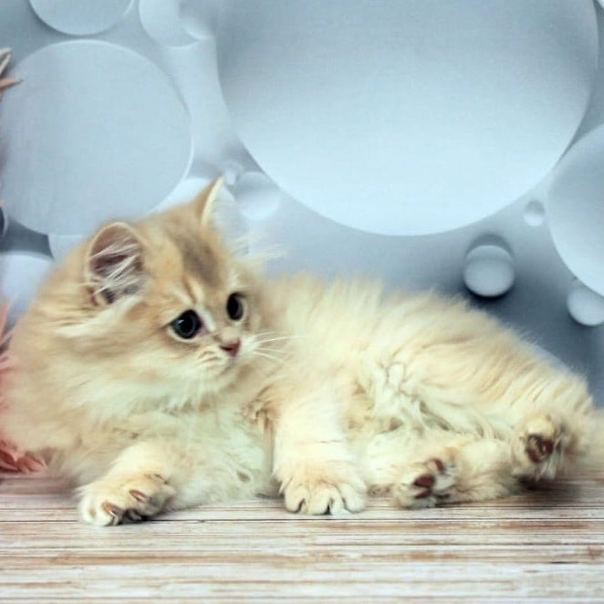 Brie British Longhair female, lilac golden chinchilla
