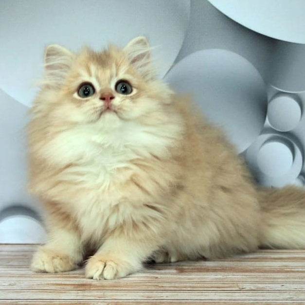 Brie British Longhair female, lilac golden chinchilla