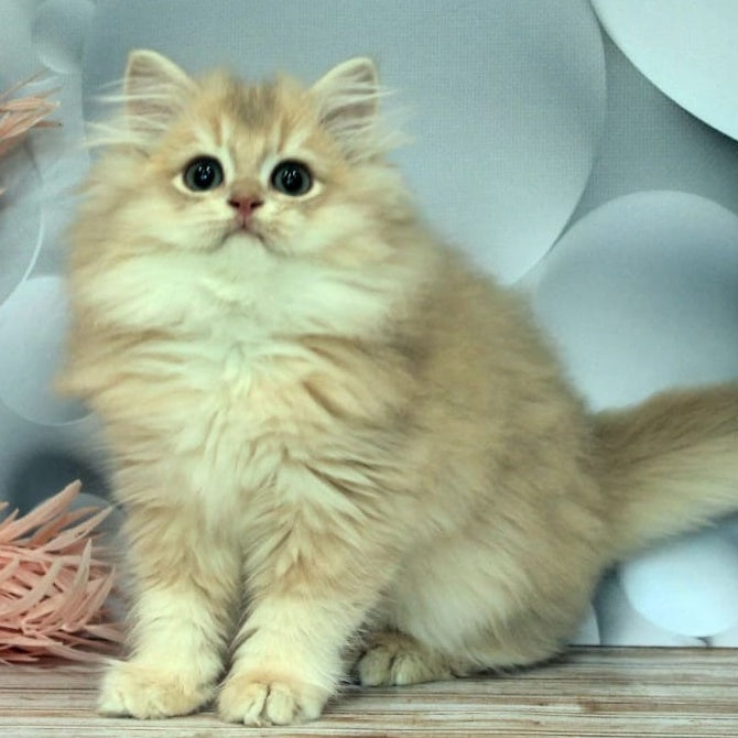 Brie British Longhair female, lilac golden chinchilla