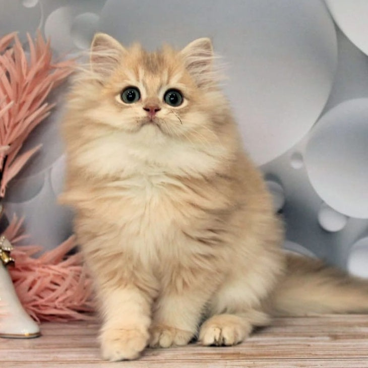 Brie British Longhair female, lilac golden chinchilla