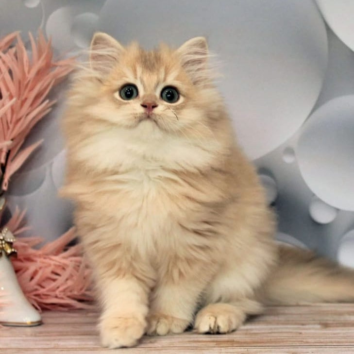 Brie British Longhair female, lilac golden chinchilla