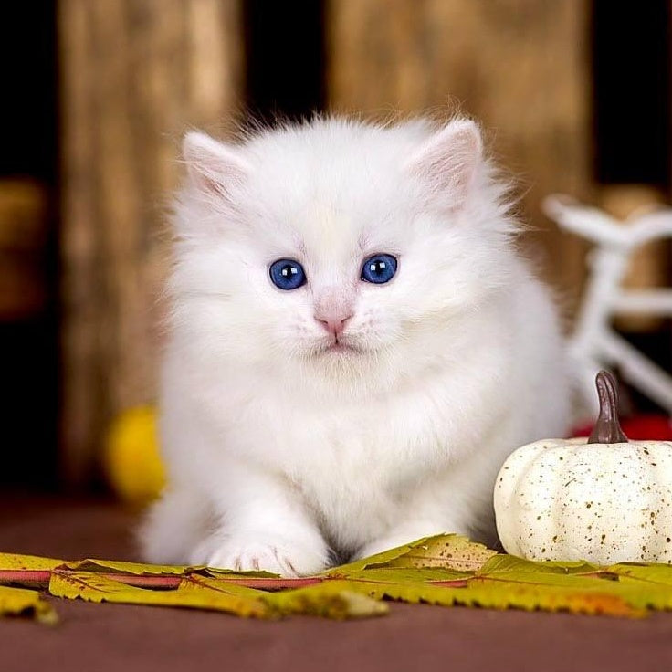 Pamela Siberian female, white