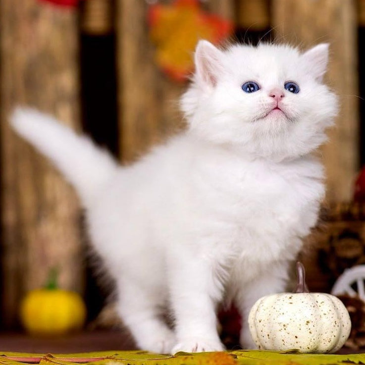 Pamela Siberian female, white