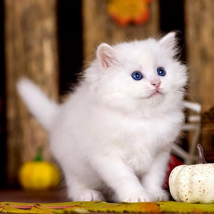 Pamela Siberian female, white