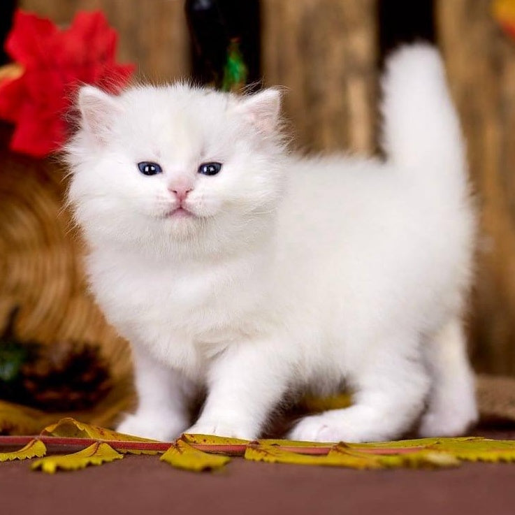 Pamela Siberian female, white