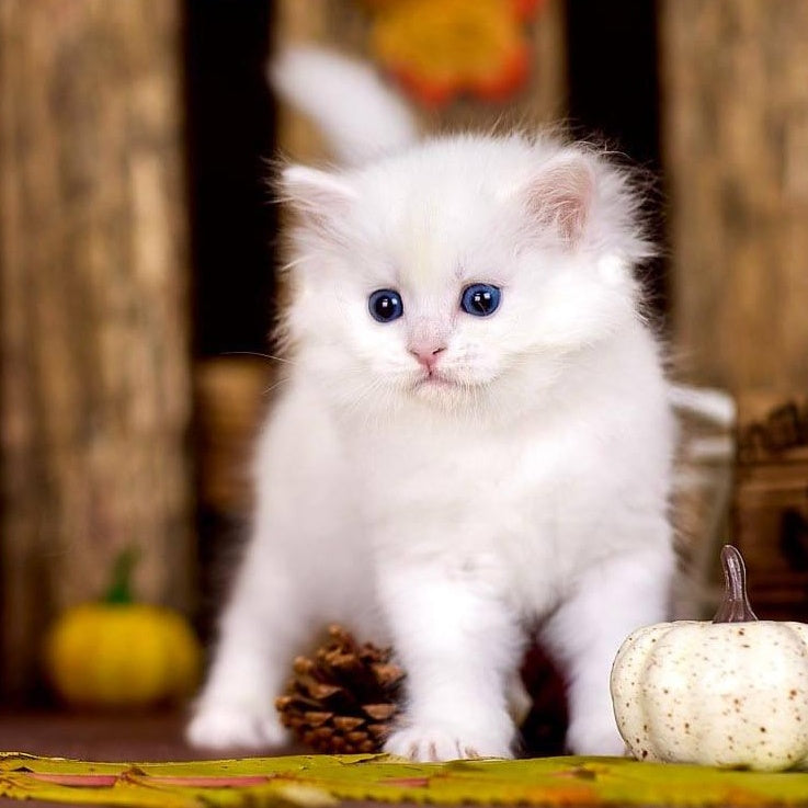 Pamela Siberian female, white
