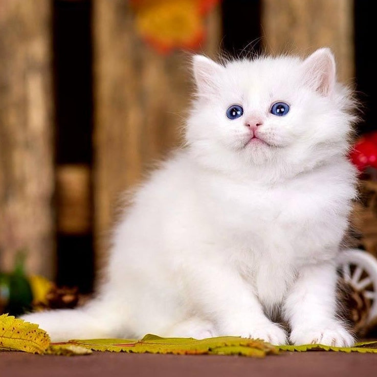 Pamela Siberian female, white