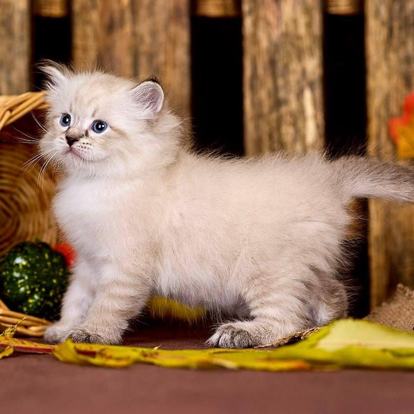 Prime Siberian male, black tabby pointed
