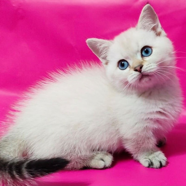Winnie Pooh Munchkin male, black golden ticked tabby pointed