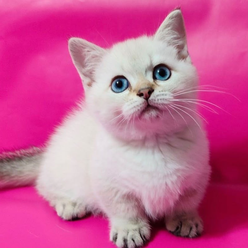 Winnie Pooh Munchkin male, black golden ticked tabby pointed
