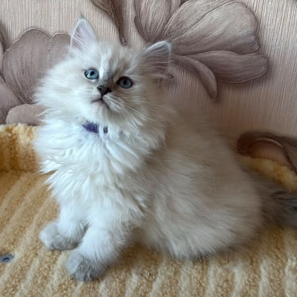 Melissa Siberian female, blue tabby pointed