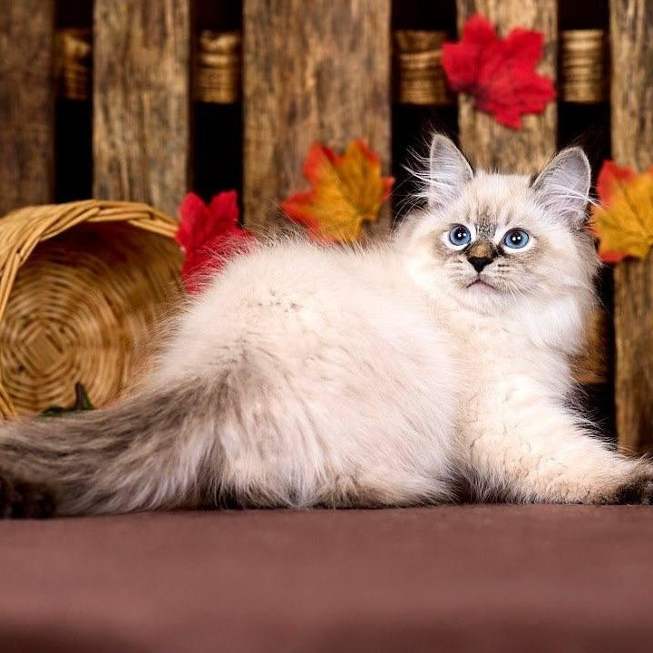 Ostin Siberian male, black tabby pointed