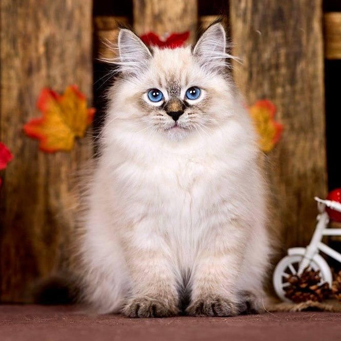 Ostin Siberian male, black tabby pointed