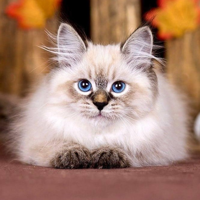 Ostin Siberian male, black tabby pointed