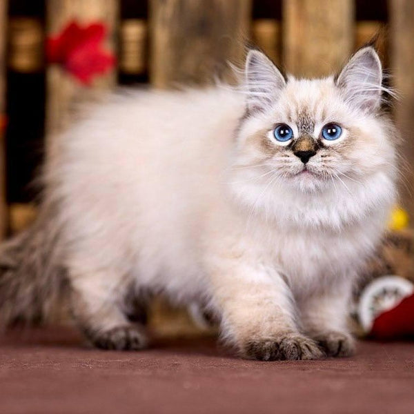 Ostin Siberian male, black tabby pointed