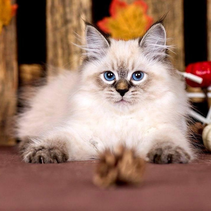 Ostin Siberian male, black tabby pointed