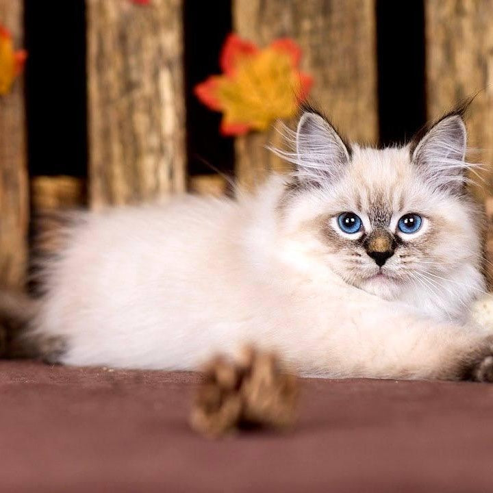 Ostin Siberian male, black tabby pointed